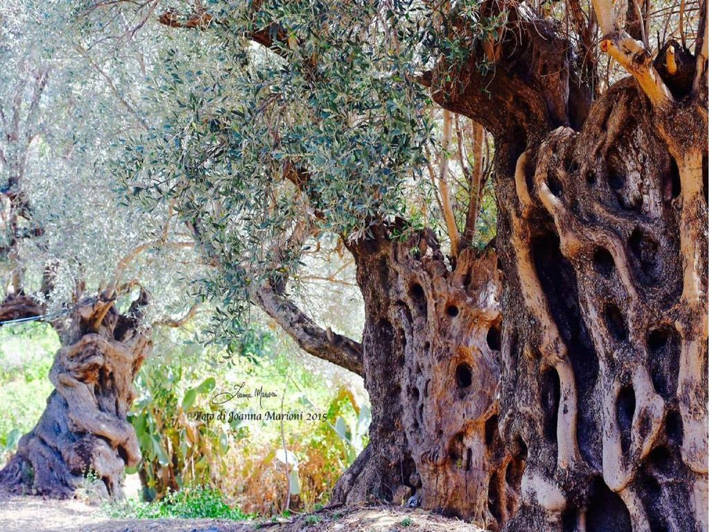 Villa La Lumia B&B Suites&Apartments Agrigento Esterno foto